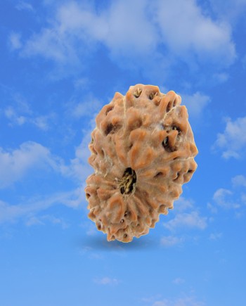 Rudraksha -Astrovedic Gems